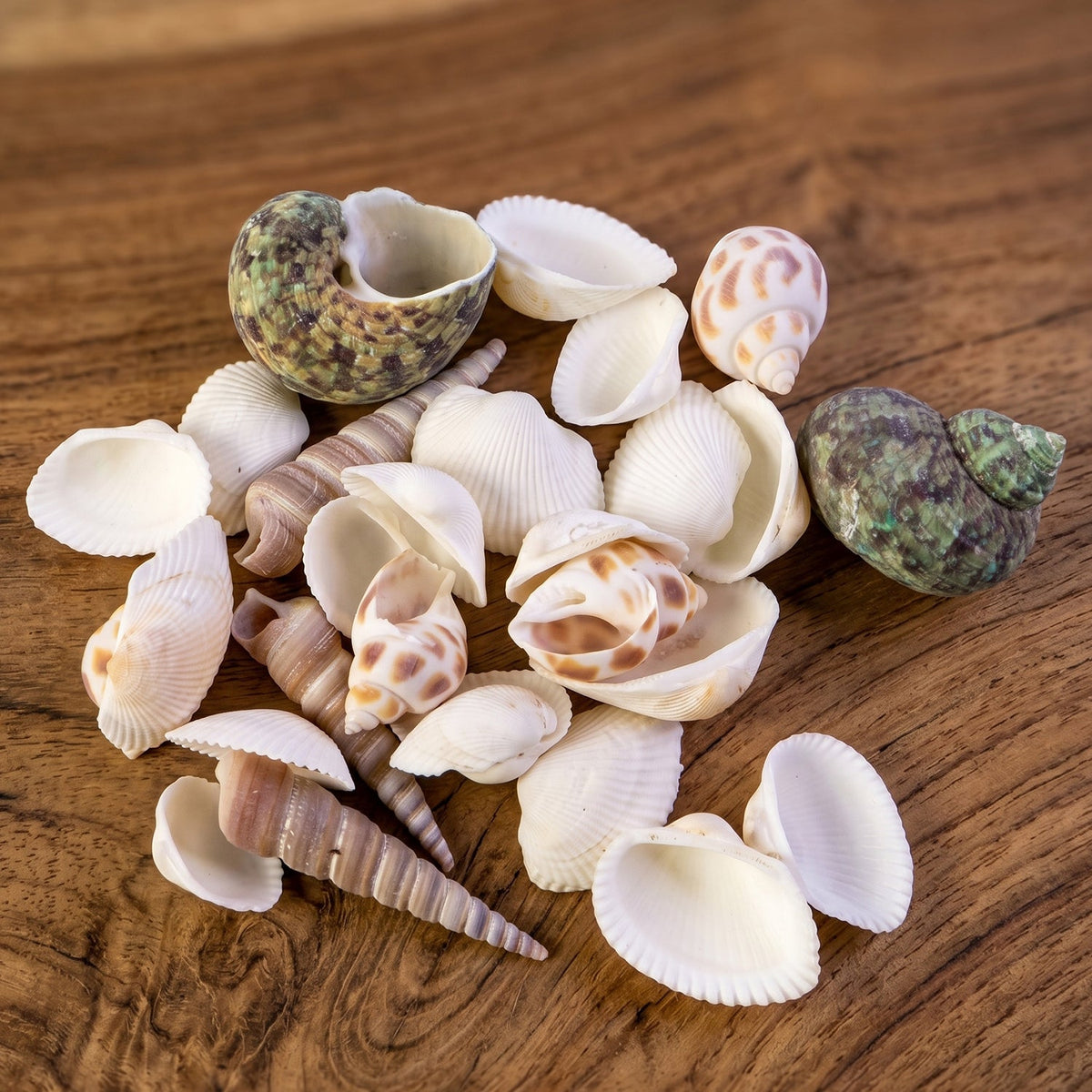 Top-down view of assorted natural decorative seashells for home styling